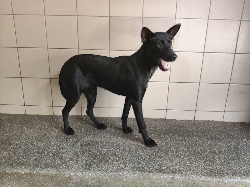 高雄市燕巢動物保護關愛園區,編號:424297, 混種犬          