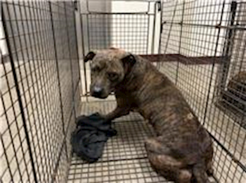 桃園市動物保護教育園區,編號:191922, 比特犬