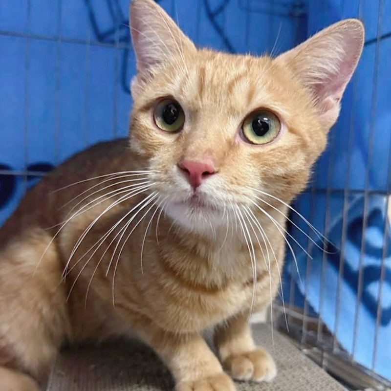 新北市新店區公立動物之家,編號:417425, 混種貓                 