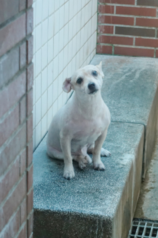 宜蘭縣流浪動物中途之家,編號:424268, 混種犬          