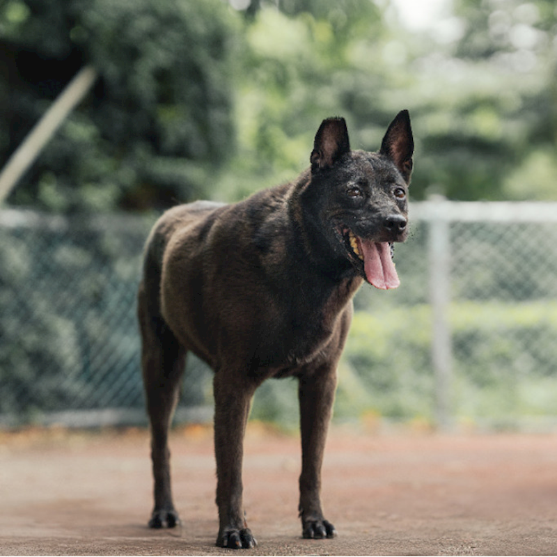 新北市板橋區公立動物之家,編號:189586, 混種犬          