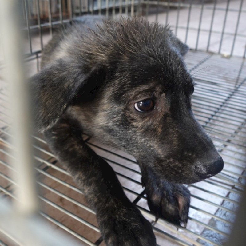 臺南市動物之家灣裡站,編號:420728, 混種犬          