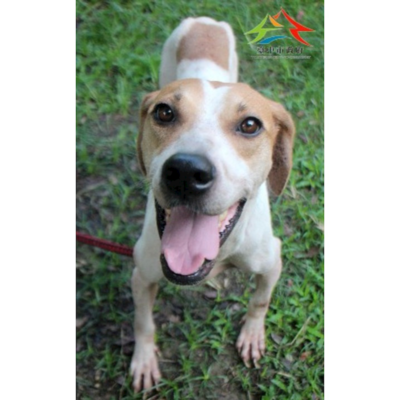 臺中市動物之家后里園區,編號:421702, 混種犬          