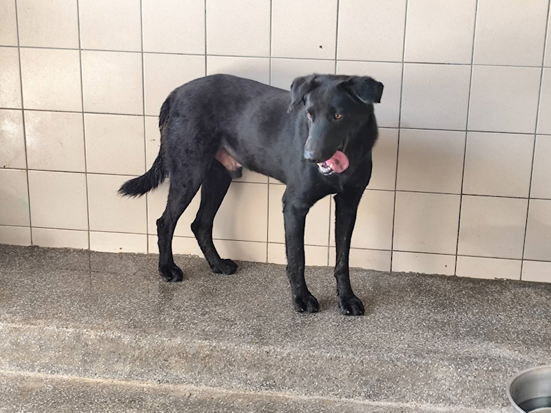 高雄市燕巢動物保護關愛園區,編號:424400, 混種犬          