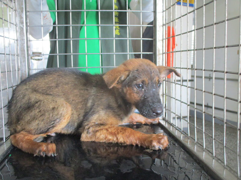 高雄市壽山動物保護教育園區,編號:417398, 混種犬          