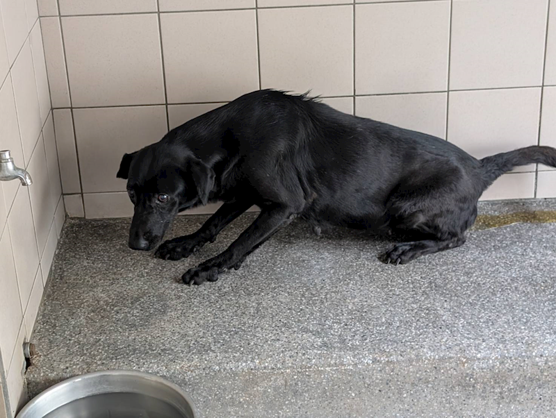 高雄市燕巢動物保護關愛園區,編號:424398, 混種犬          