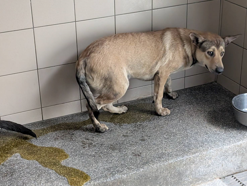 高雄市燕巢動物保護關愛園區,編號:424397, 混種犬          