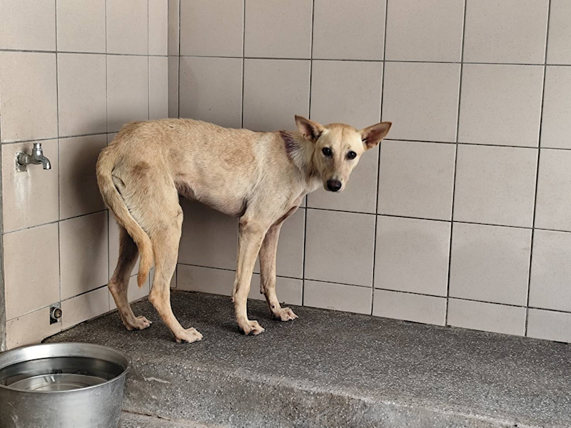 高雄市燕巢動物保護關愛園區,編號:424394, 混種犬          