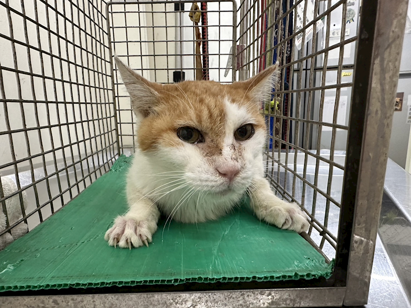 臺北市動物之家,編號:374007, 混種貓                 