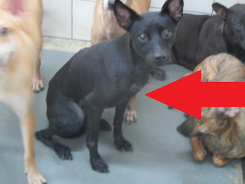 高雄市壽山動物保護教育園區,編號:423673, 混種犬          