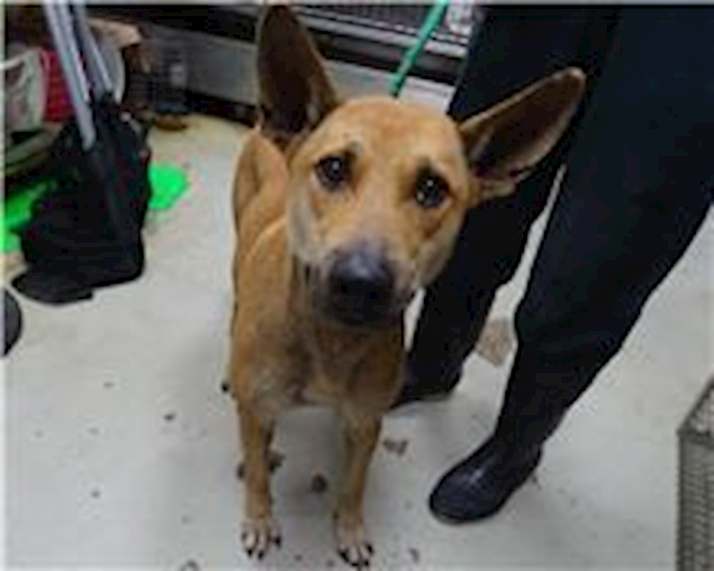 臺北市動物之家,編號:173961, 混種犬          