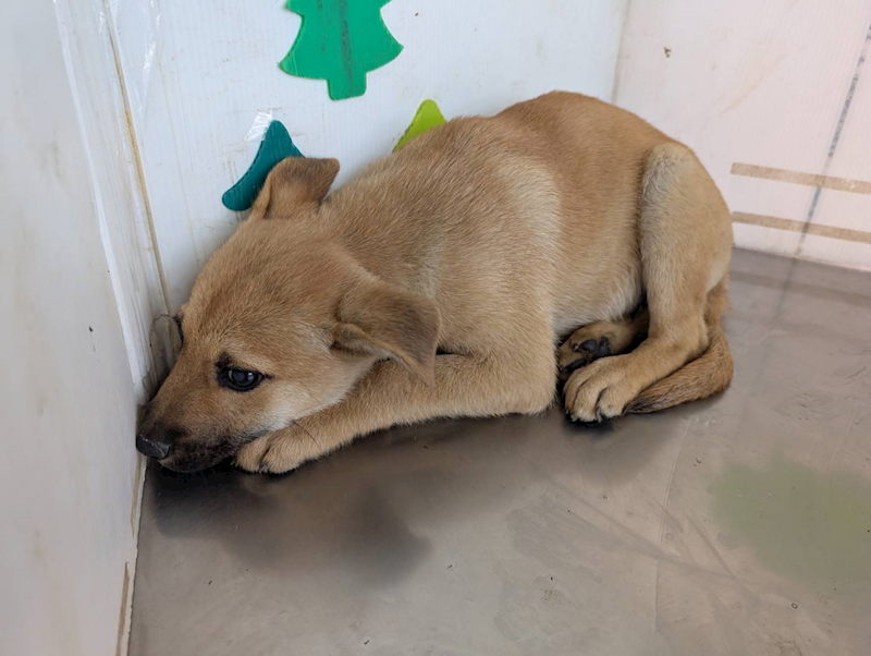 高雄市燕巢動物保護關愛園區,編號:415328, 混種犬          