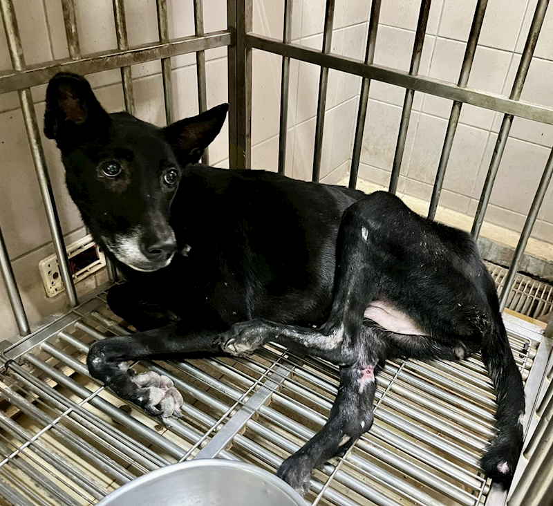 高雄市燕巢動物保護關愛園區,編號:424176, 混種犬          