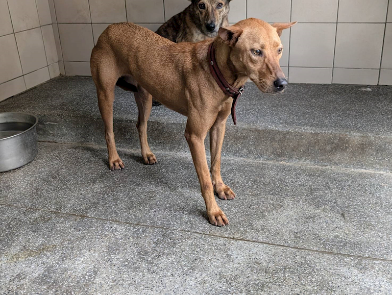 高雄市燕巢動物保護關愛園區,編號:420345, 混種犬          