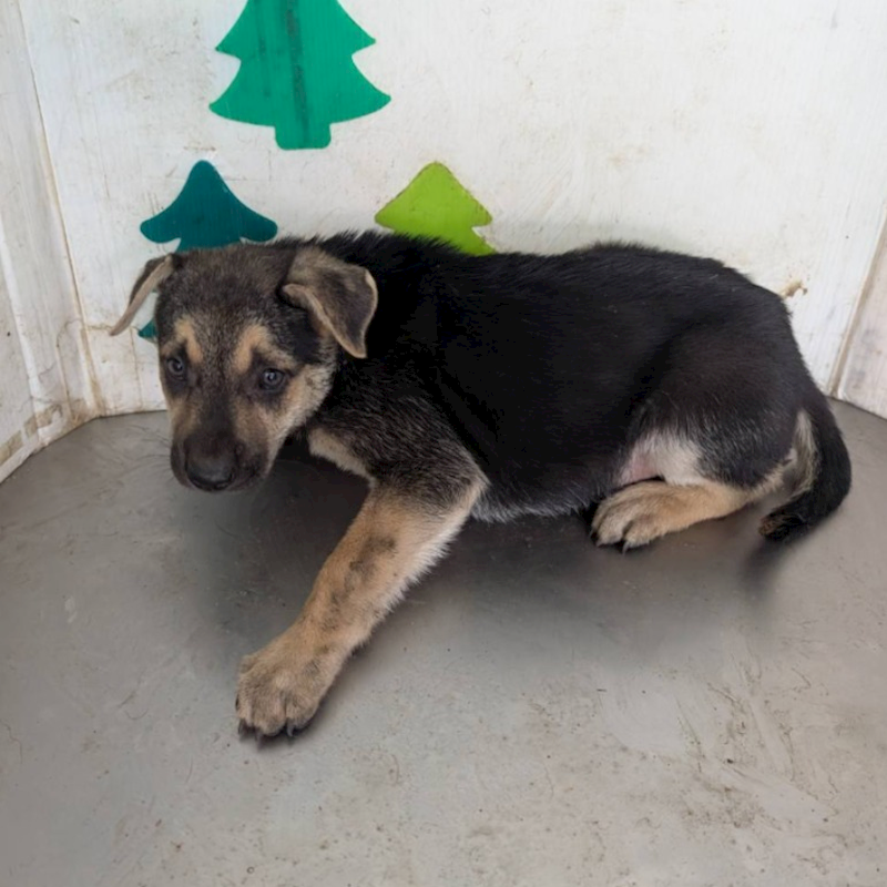 高雄市壽山動物保護教育園區,編號:424588, 混種犬          