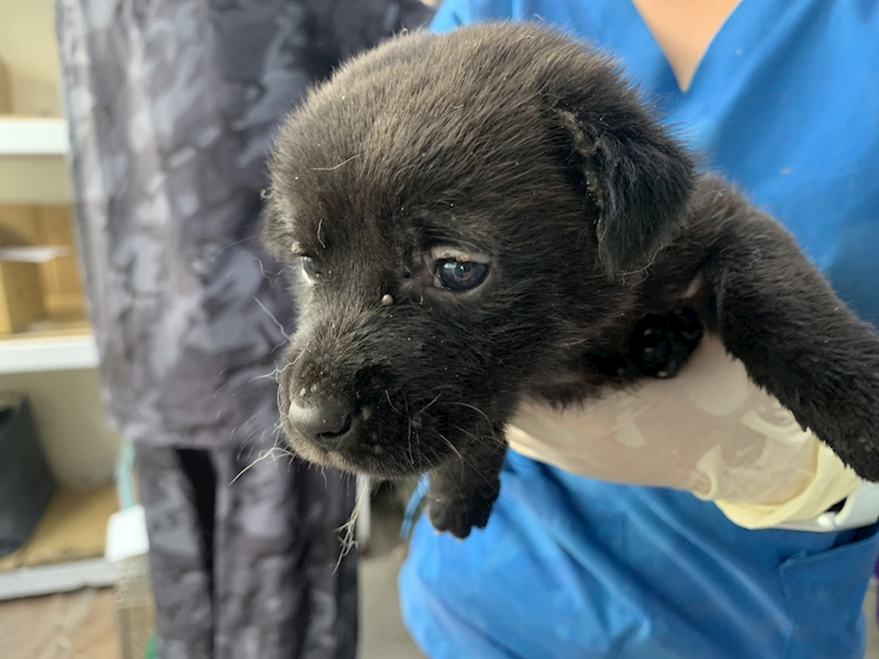 臺北市動物之家,編號:424654, 混種犬          