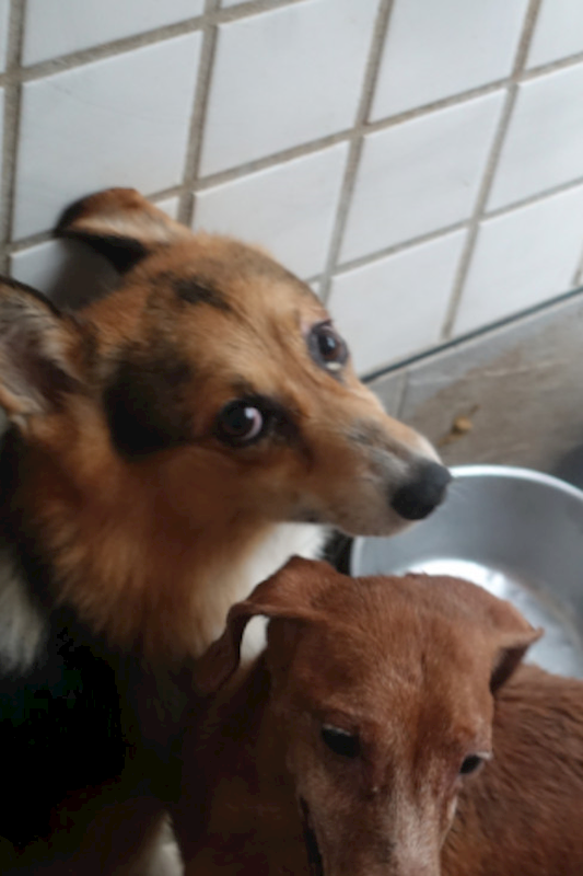 宜蘭縣流浪動物中途之家,編號:422482, 威爾斯柯基犬              