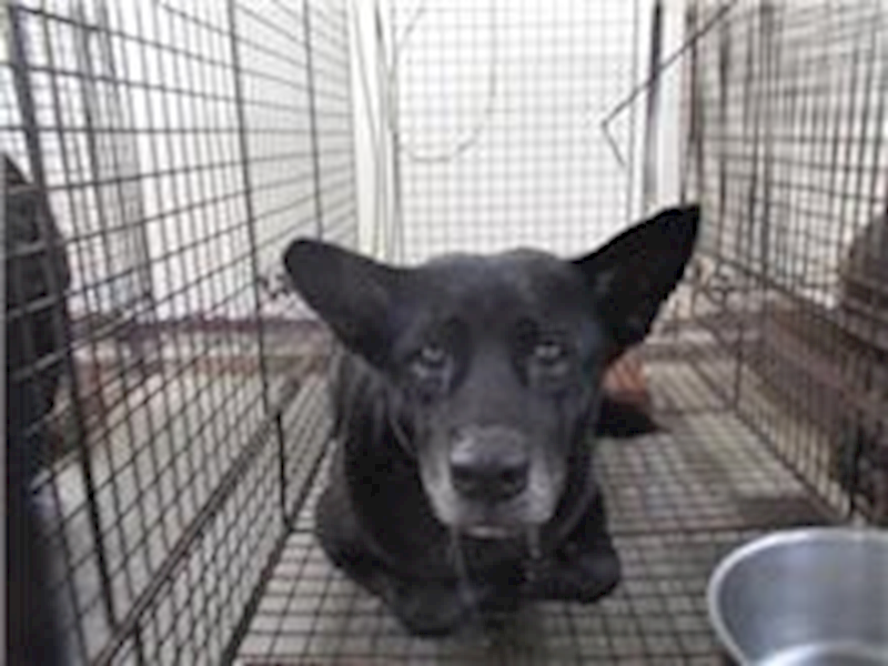 桃園市動物保護教育園區,編號:145463, 混種犬          