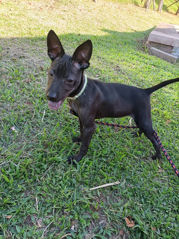 新北市新店區公立動物之家,編號:424589, 混種犬          