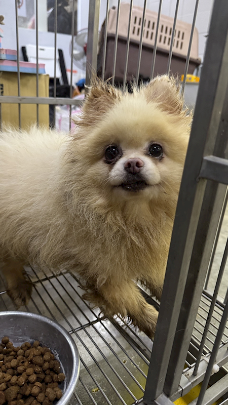 新北市新店區公立動物之家,編號:424508, 日本狐狸犬