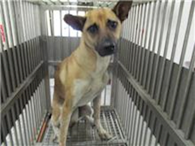 桃園市動物保護教育園區,編號:138266, 混種犬          