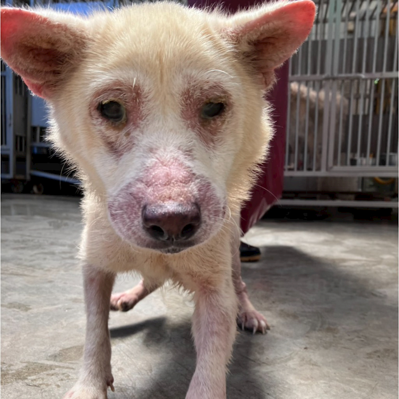 新北市新店區公立動物之家,編號:424507, 混種犬          