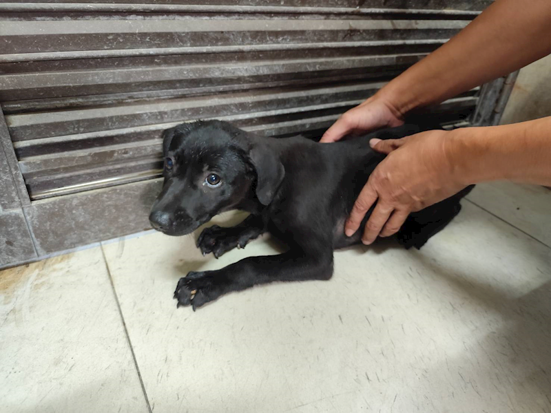 高雄市燕巢動物保護關愛園區,編號:424517, 混種犬          
