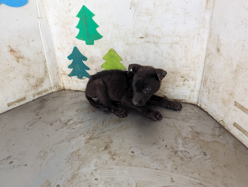 高雄市燕巢動物保護關愛園區,編號:424457, 混種犬          