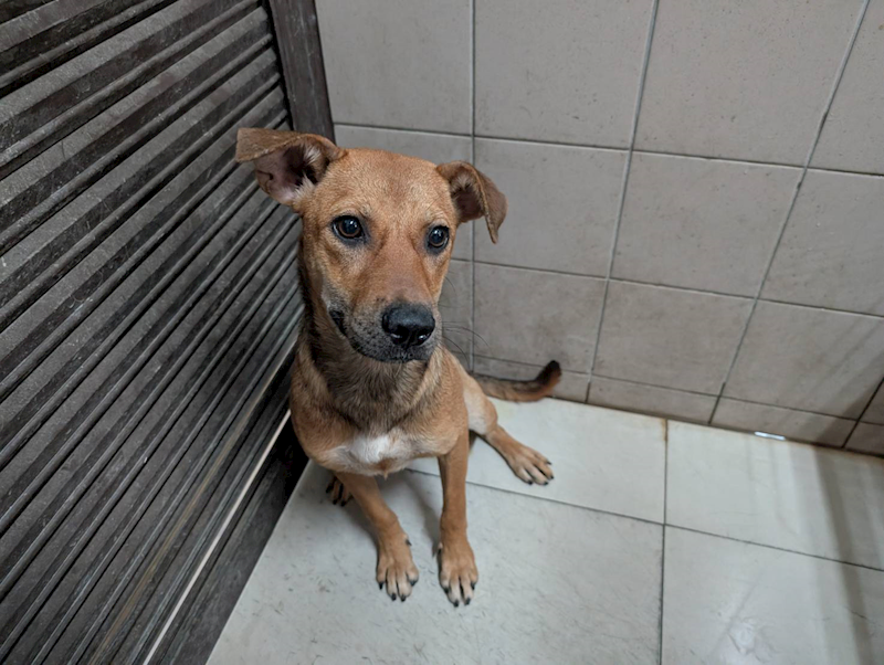 高雄市燕巢動物保護關愛園區,編號:424451, 混種犬          