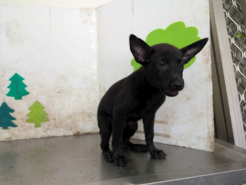 高雄市燕巢動物保護關愛園區,編號:424443, 混種犬          