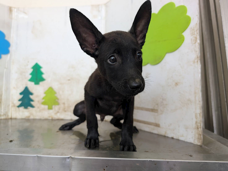 高雄市燕巢動物保護關愛園區,編號:424435, 混種犬          