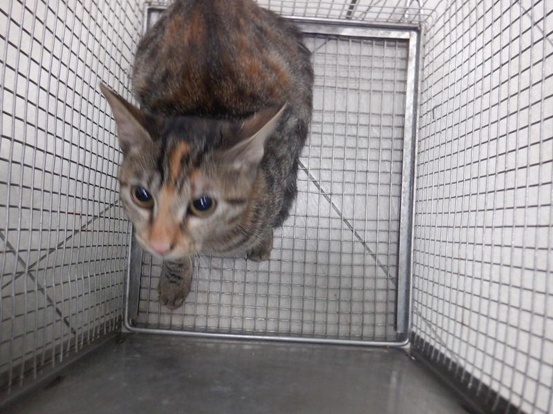 南投縣公立動物收容所,編號:423640, 混種貓                 