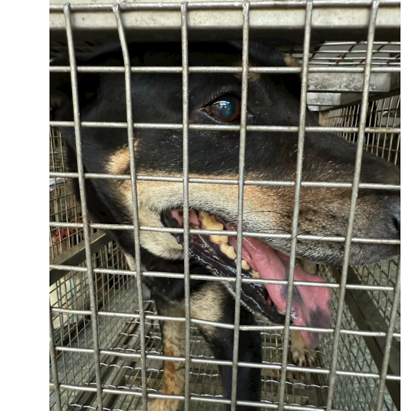 臺南市動物之家善化站,編號:424664, 混種犬          