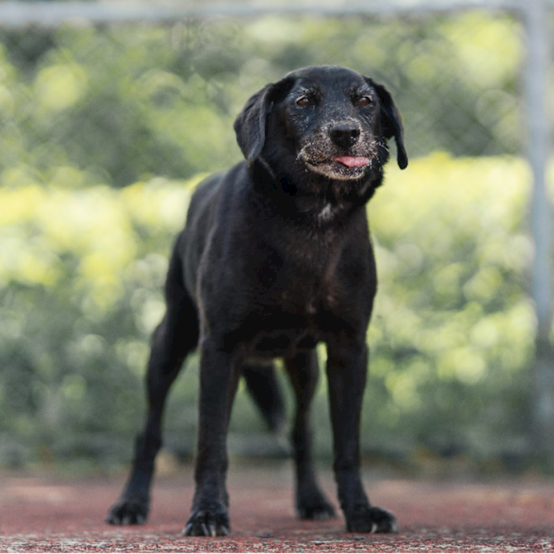 新北市板橋區公立動物之家,編號:382704, 混種犬          