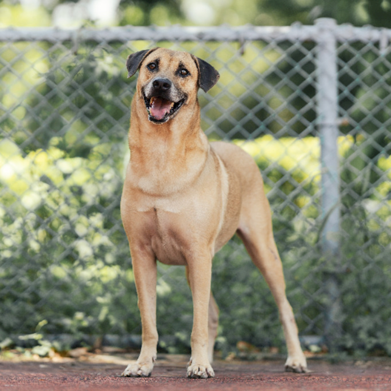 新北市板橋區公立動物之家,編號:389858, 混種犬          