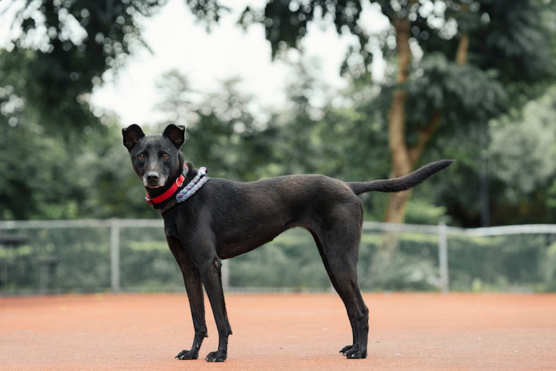 新北市板橋區公立動物之家,編號:305690, 混種犬          