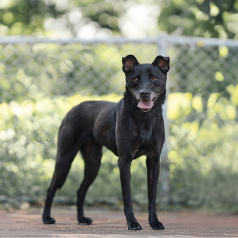 新北市板橋區公立動物之家,編號:192787, 混種犬          