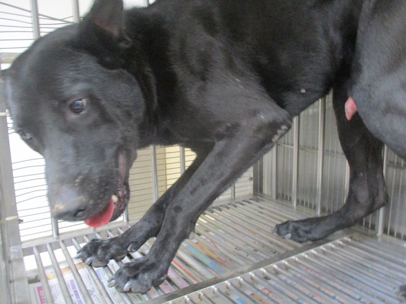 高雄市壽山動物保護教育園區,編號:419422, 混種犬          