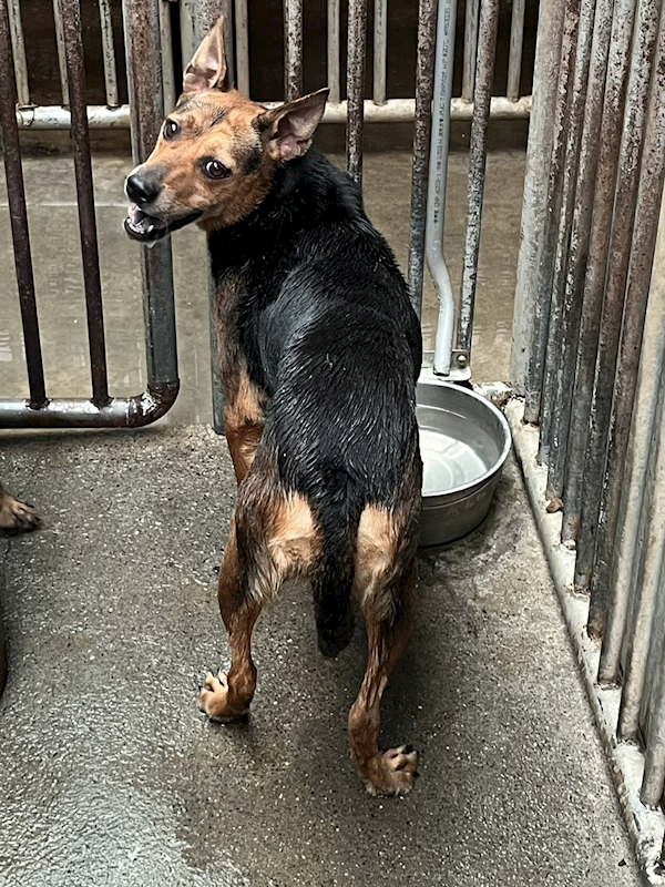 彰化縣流浪狗中途之家,編號:415194, 混種犬          