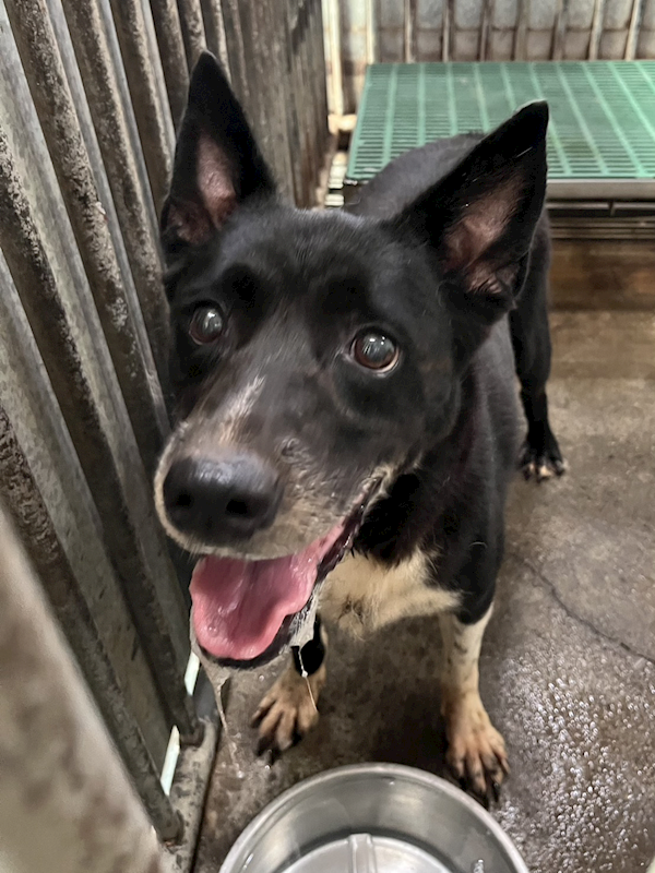 彰化縣流浪狗中途之家,編號:415196, 混種犬          