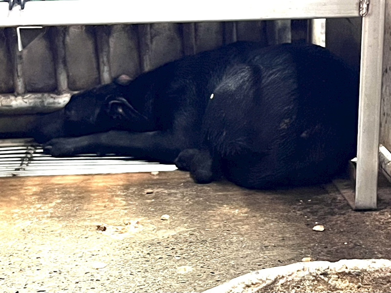 彰化縣流浪狗中途之家,編號:415183, 混種犬          