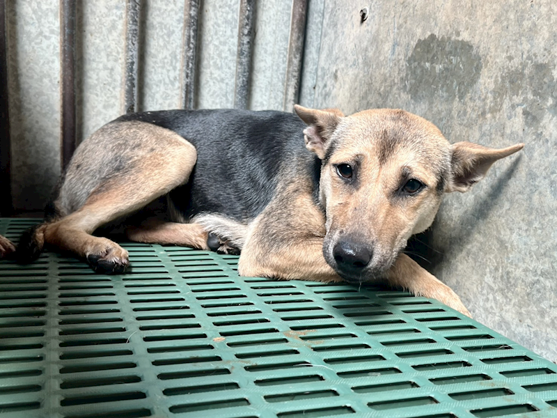 彰化縣流浪狗中途之家,編號:404017, 混種犬          