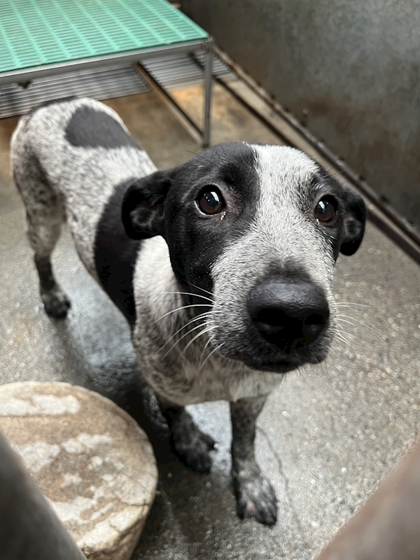 彰化縣流浪狗中途之家,編號:403730, 混種犬          