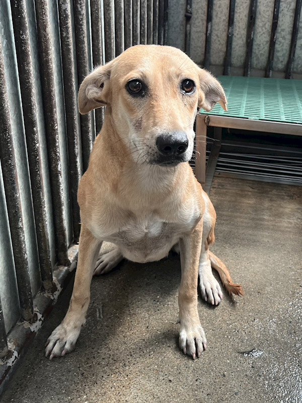 彰化縣流浪狗中途之家,編號:417098, 混種犬          