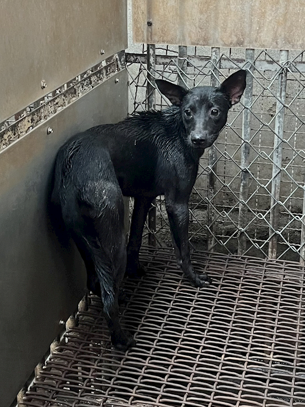 彰化縣流浪狗中途之家,編號:412293, 混種犬          