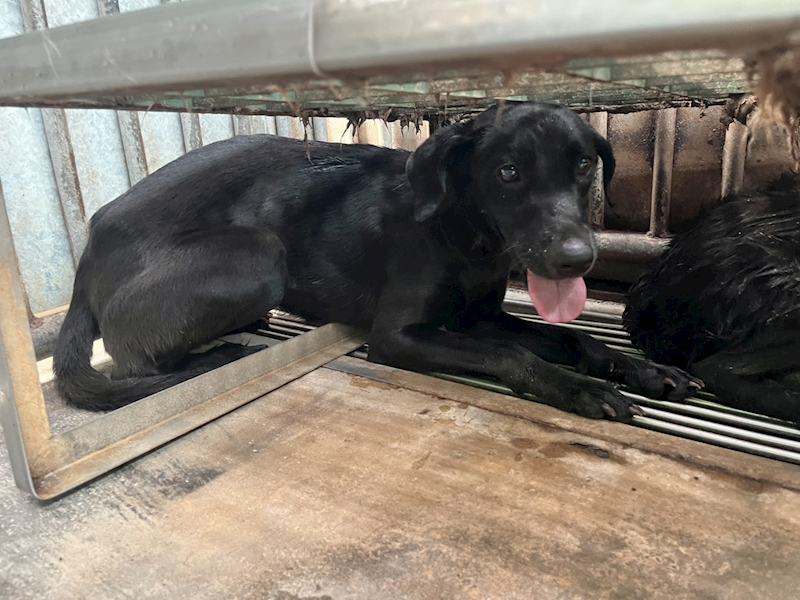 彰化縣流浪狗中途之家,編號:411874, 混種犬          