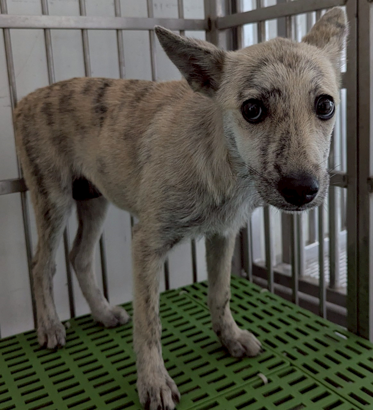 花蓮縣狗貓躍動園區,編號:404459, 混種犬          