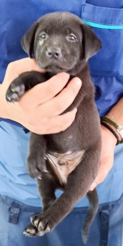 花蓮縣狗貓躍動園區,編號:413788, 混種犬          