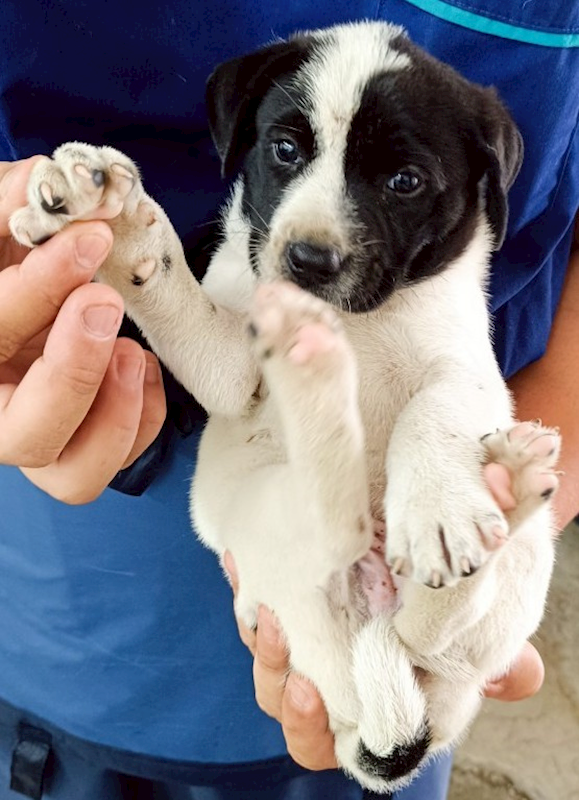 花蓮縣狗貓躍動園區,編號:413791, 混種犬          