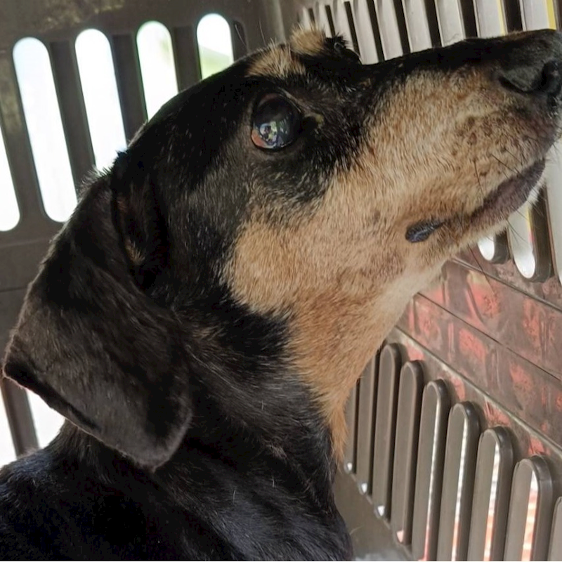 新北市新店區公立動物之家,編號:424767, 臘腸犬